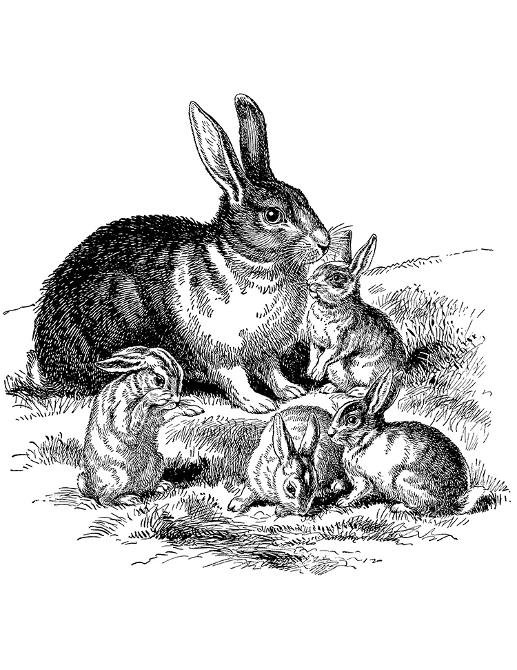 digital stamp transfer image rabbit bunnies