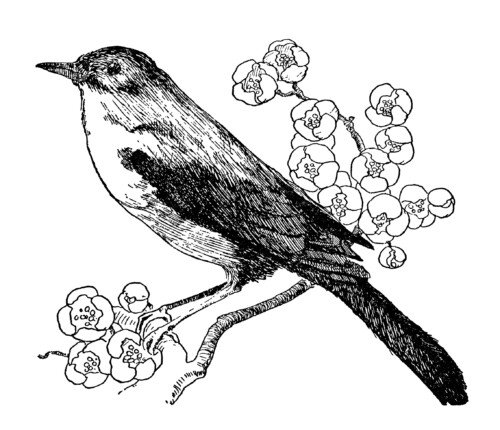 nightingale bird