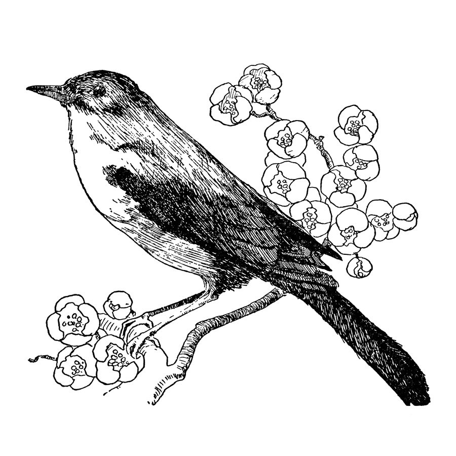 nightingale bird