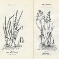 botanical book plates printable illustration