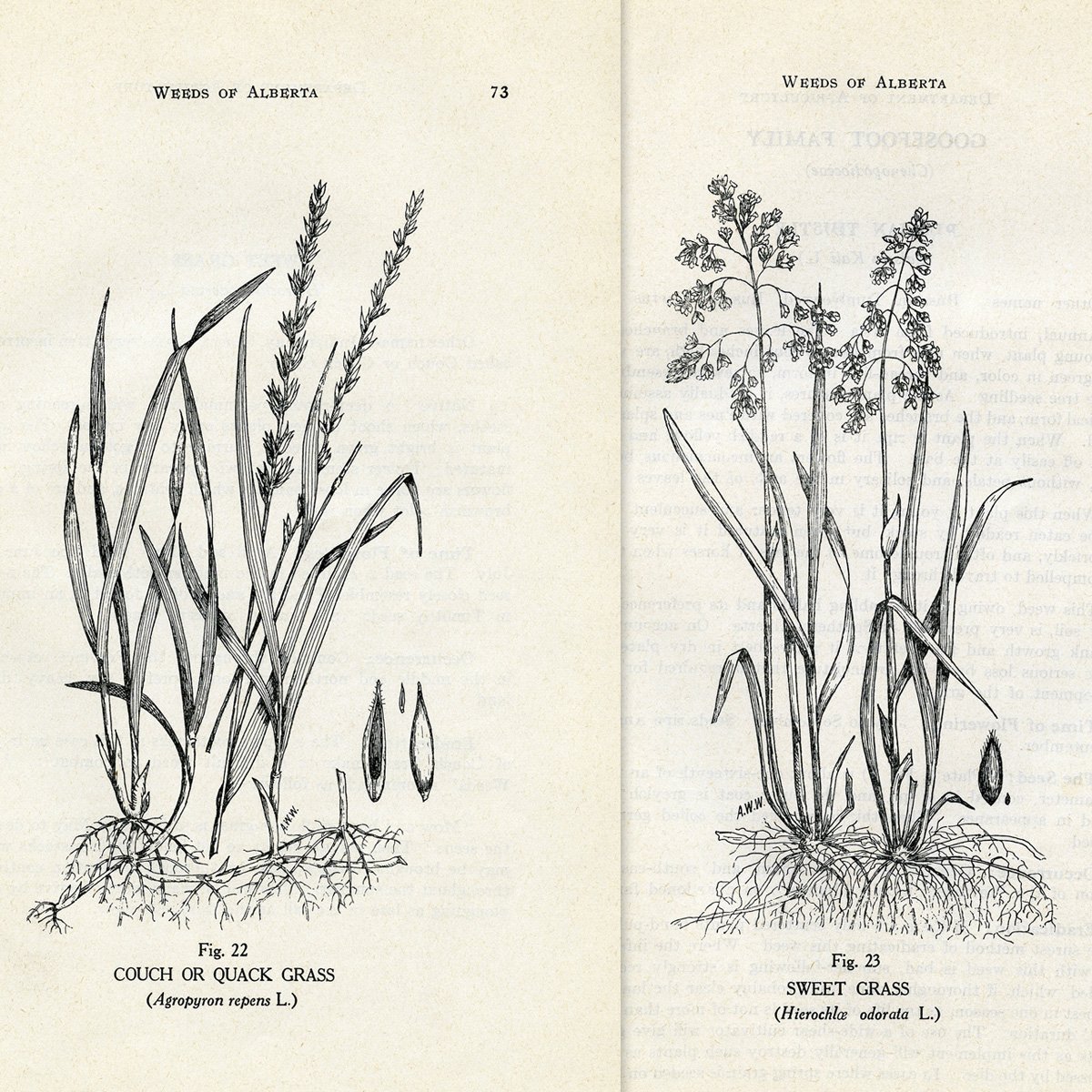 botanical book plates printable illustration