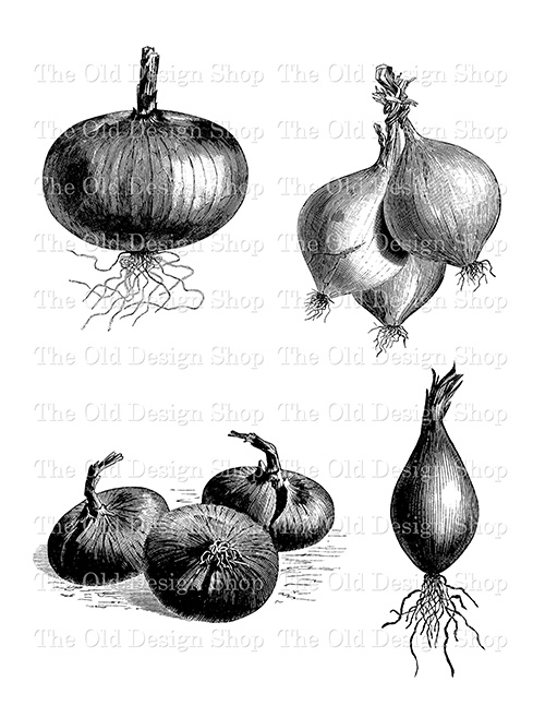 onion digital stamp transfer image commercial use clip art