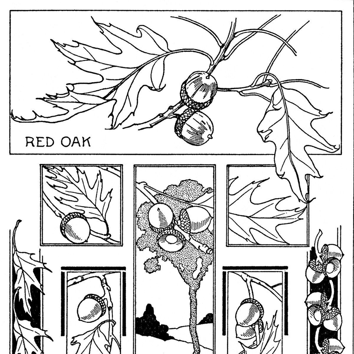 leaf and acorn printable clip art