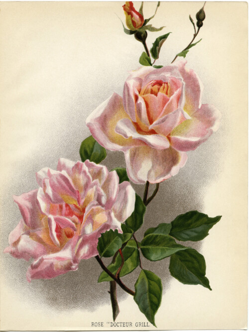 pretty pink roses free printable clip art