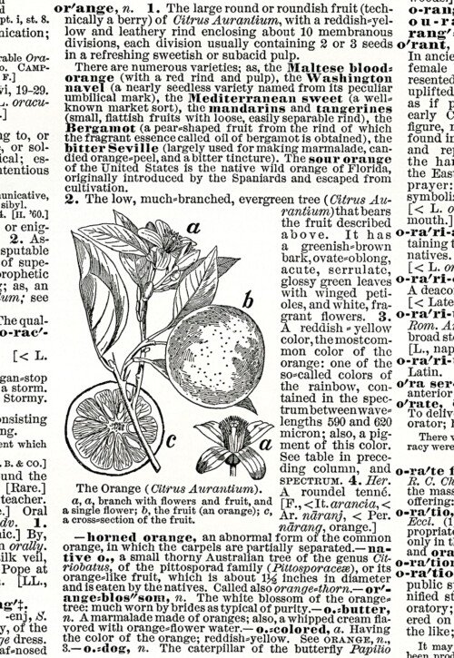 antique dictionary clipping orange