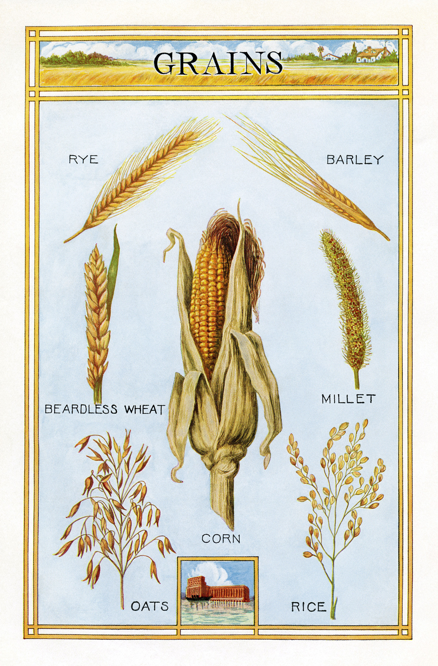 vintage illustration of grains digital download