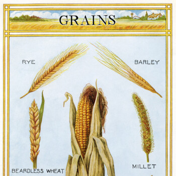 vintage illustration of grains digital download