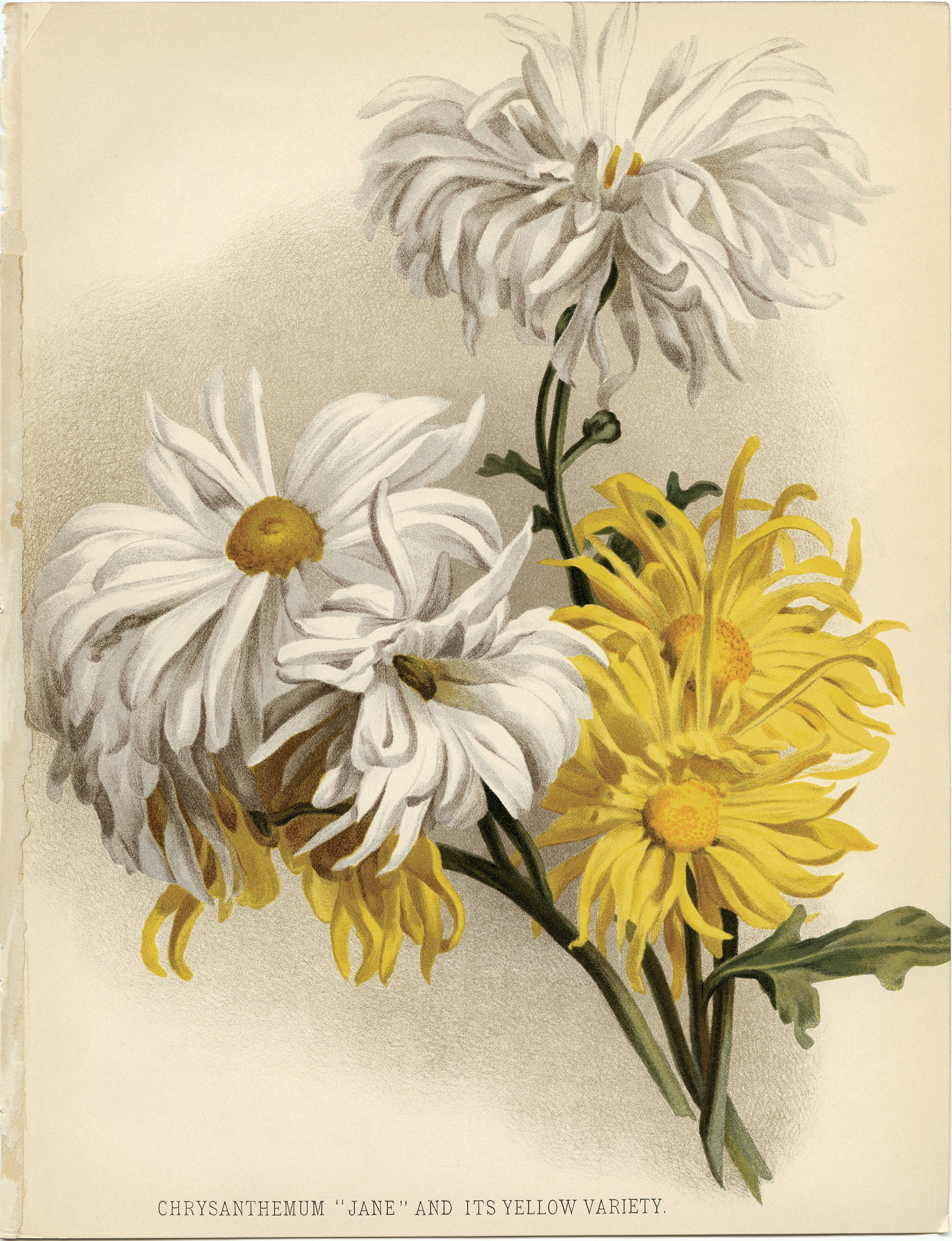 chrysanthemum Jane