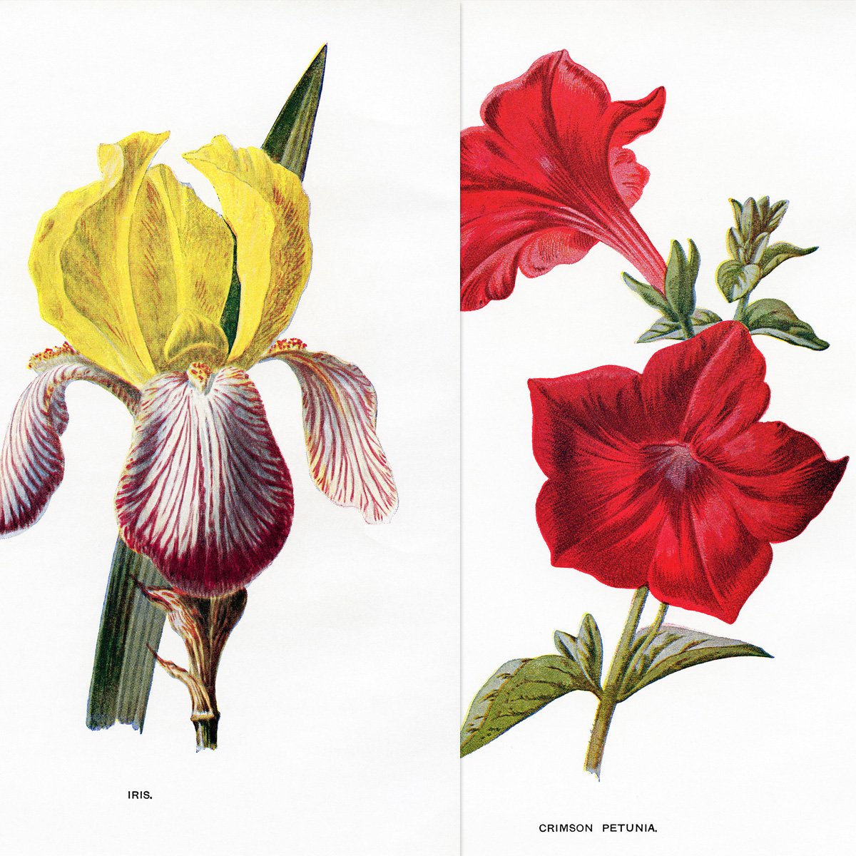 familiar garden flowers