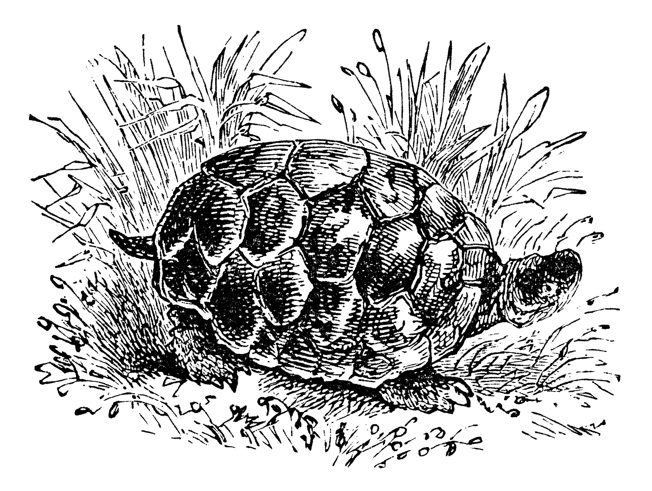 common land tortoise