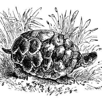 common land tortoise