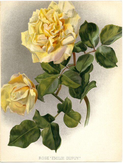 yellow roses