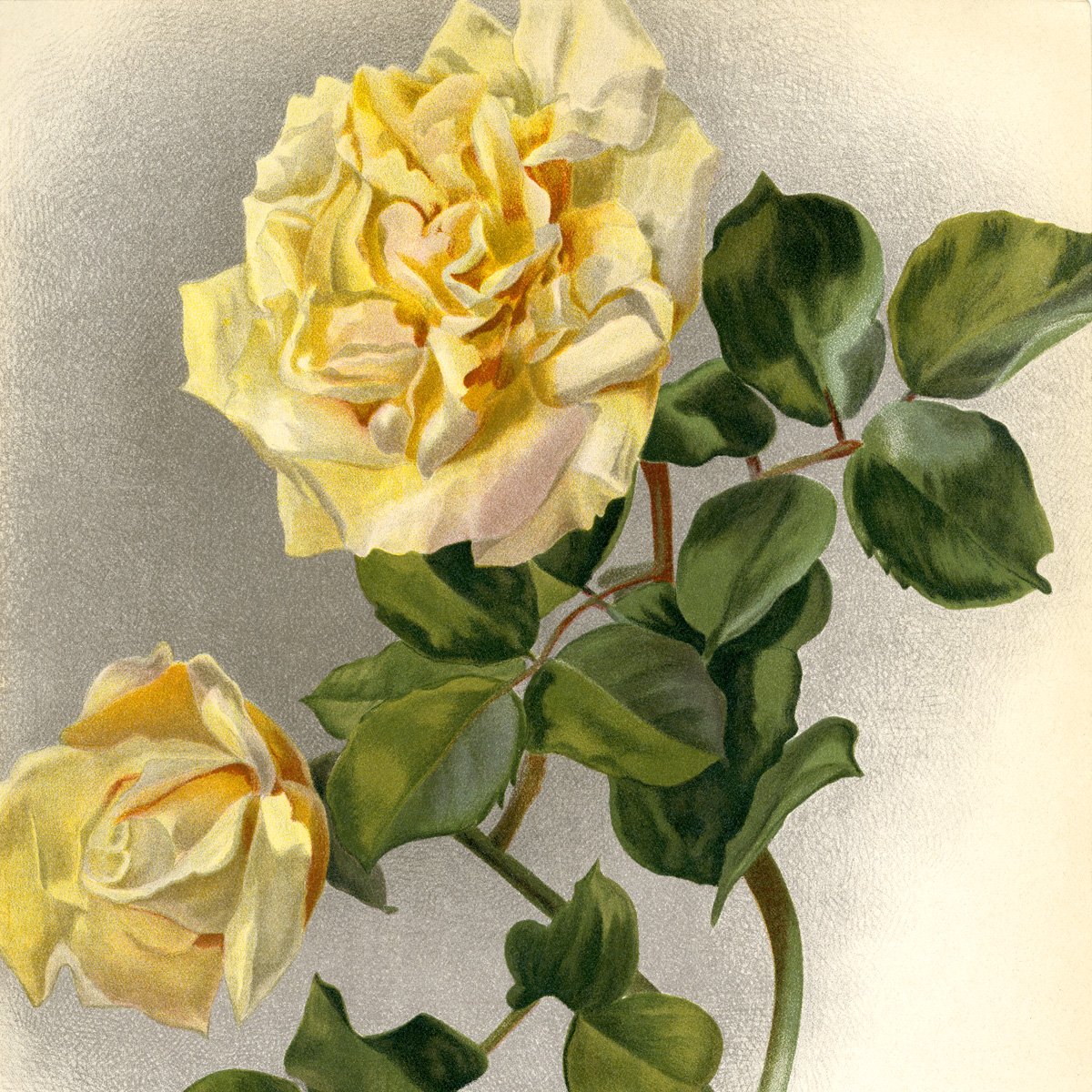 yellow roses