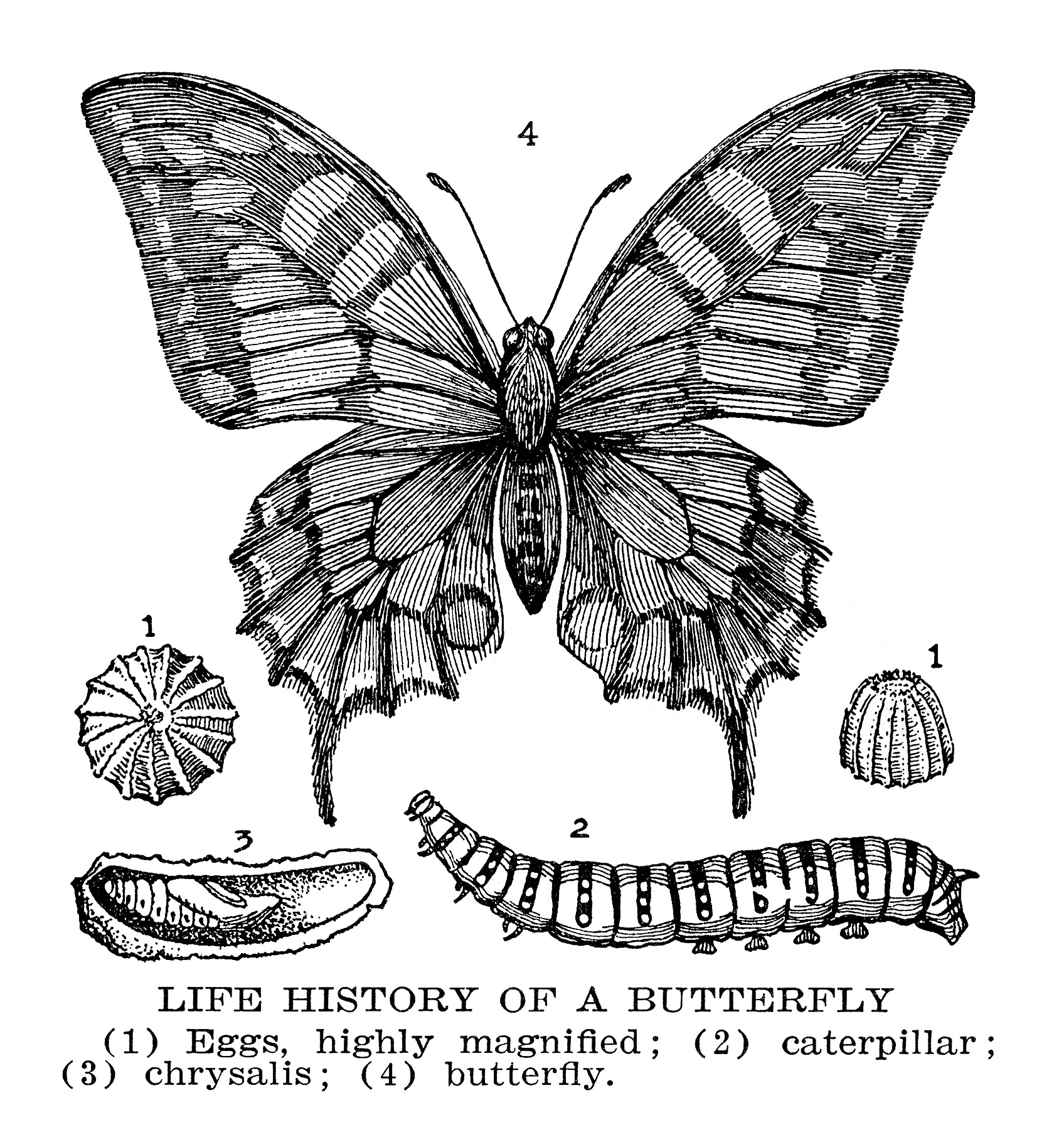 butterfly clip art