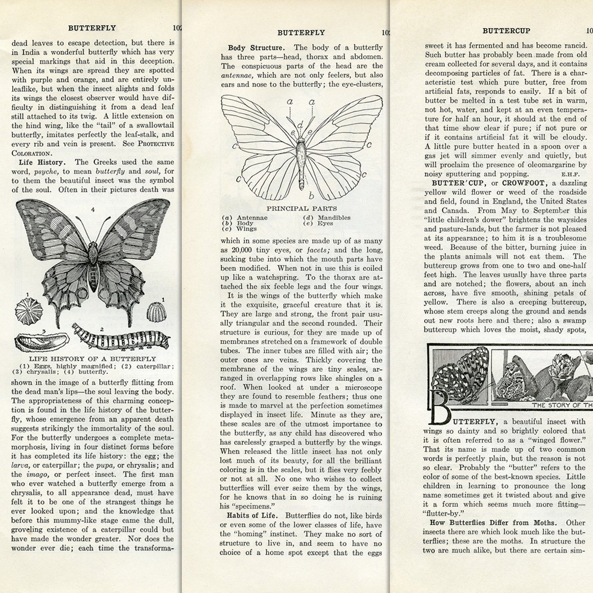 butterfly book pages