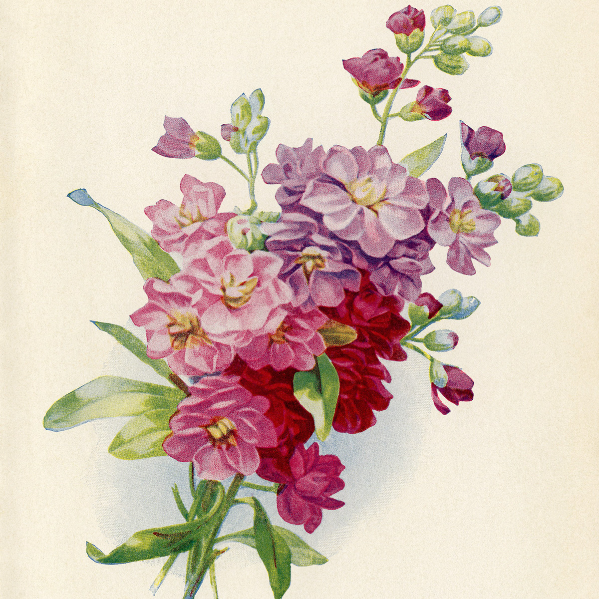 floral cluster clip art