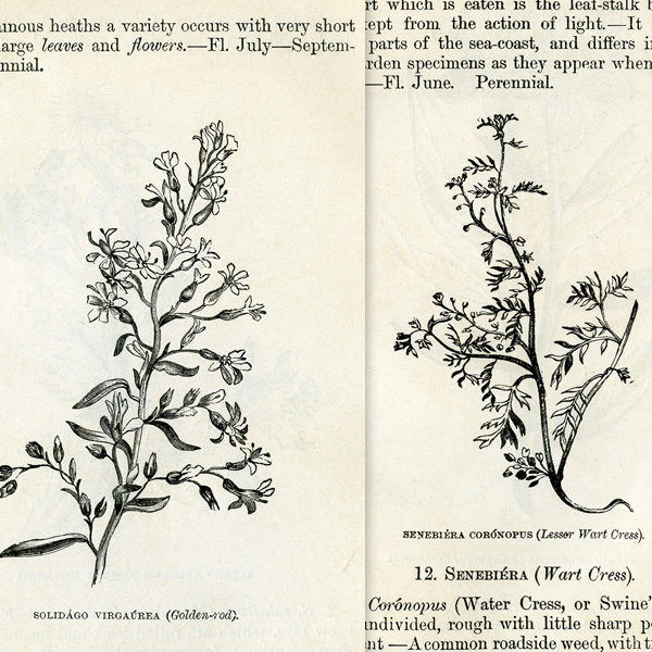 flowers of the field vintage book page